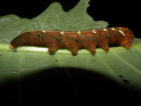 Image de Isertia scorpioides B. M. Boom