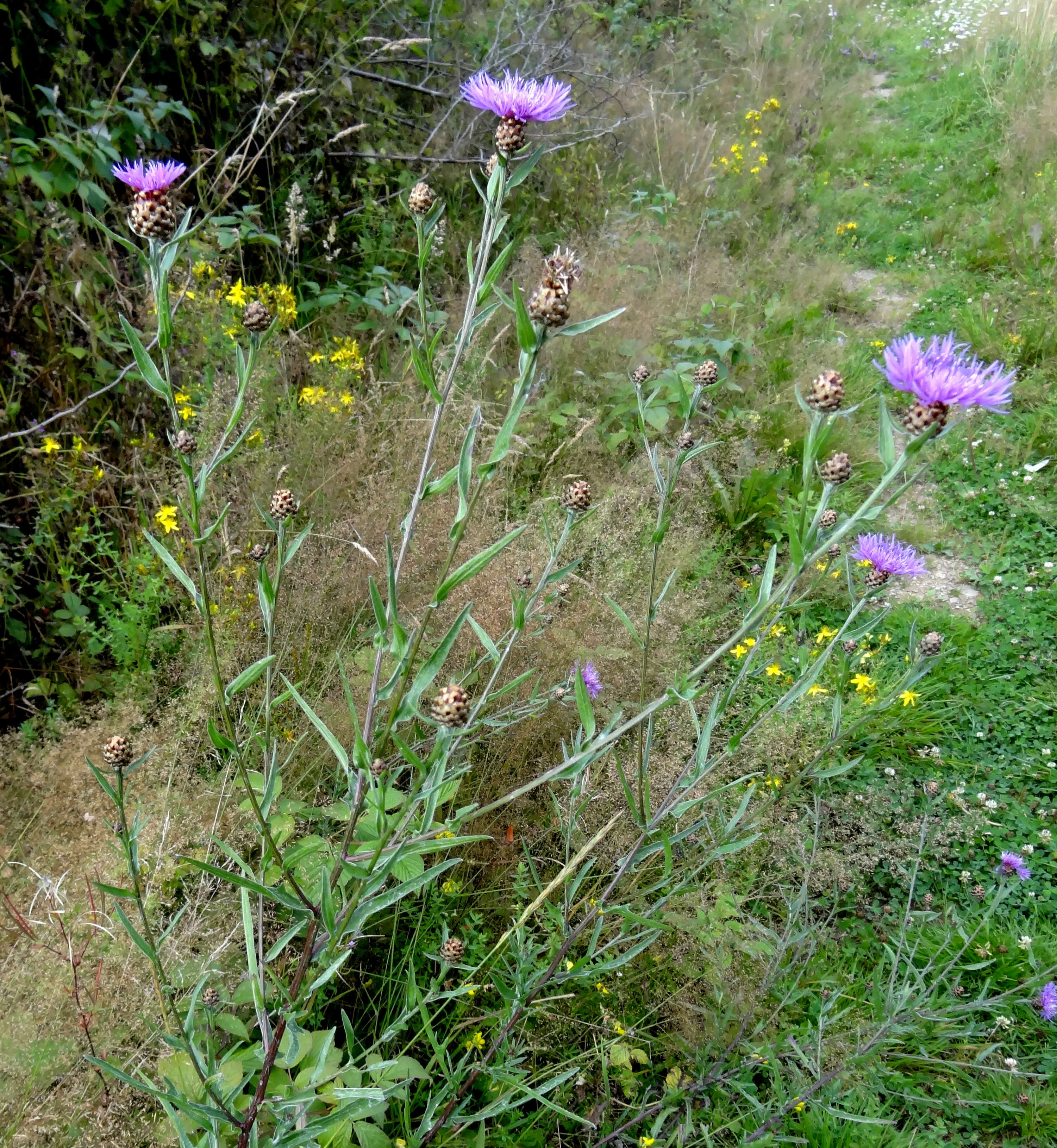 Image of knapweed