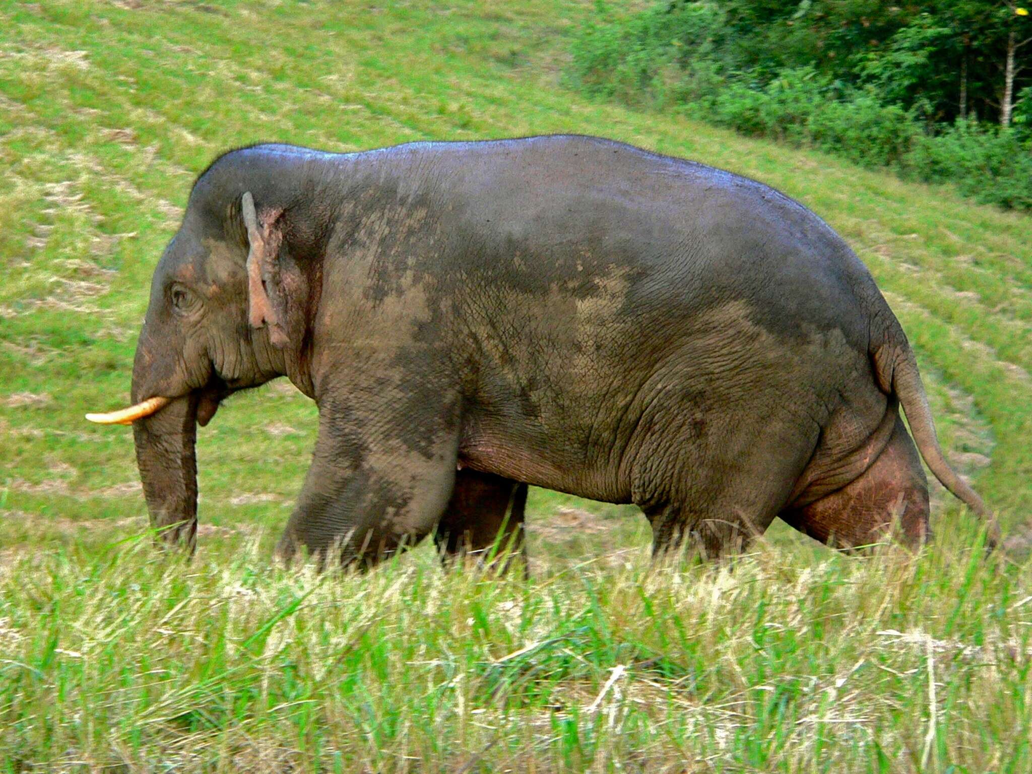 Image of Elephas Linnaeus 1758