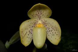 Image of One colored Paphiopedilum