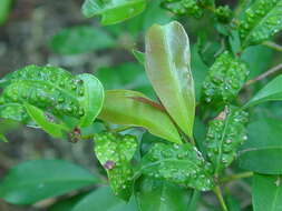 Image of Eugenia psyllid