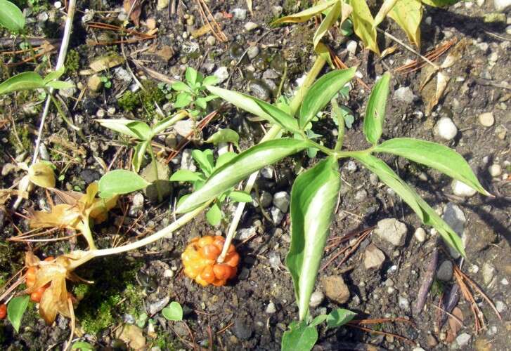 Image of Jack in the pulpit