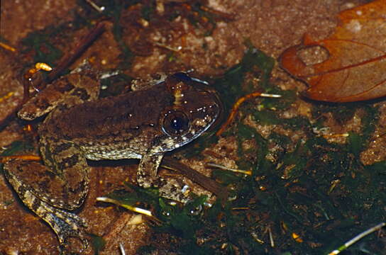 Image of Kuhl's Creek Frog