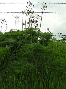 Image of carrotleaf biscuitroot