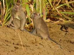 Image de Macaque crabier