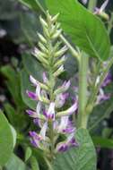 Imagem de Glycyrrhiza glabra L.