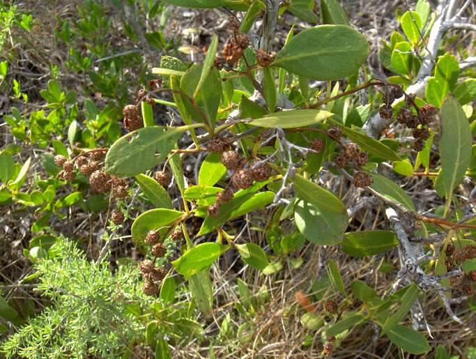 Image of mangrove