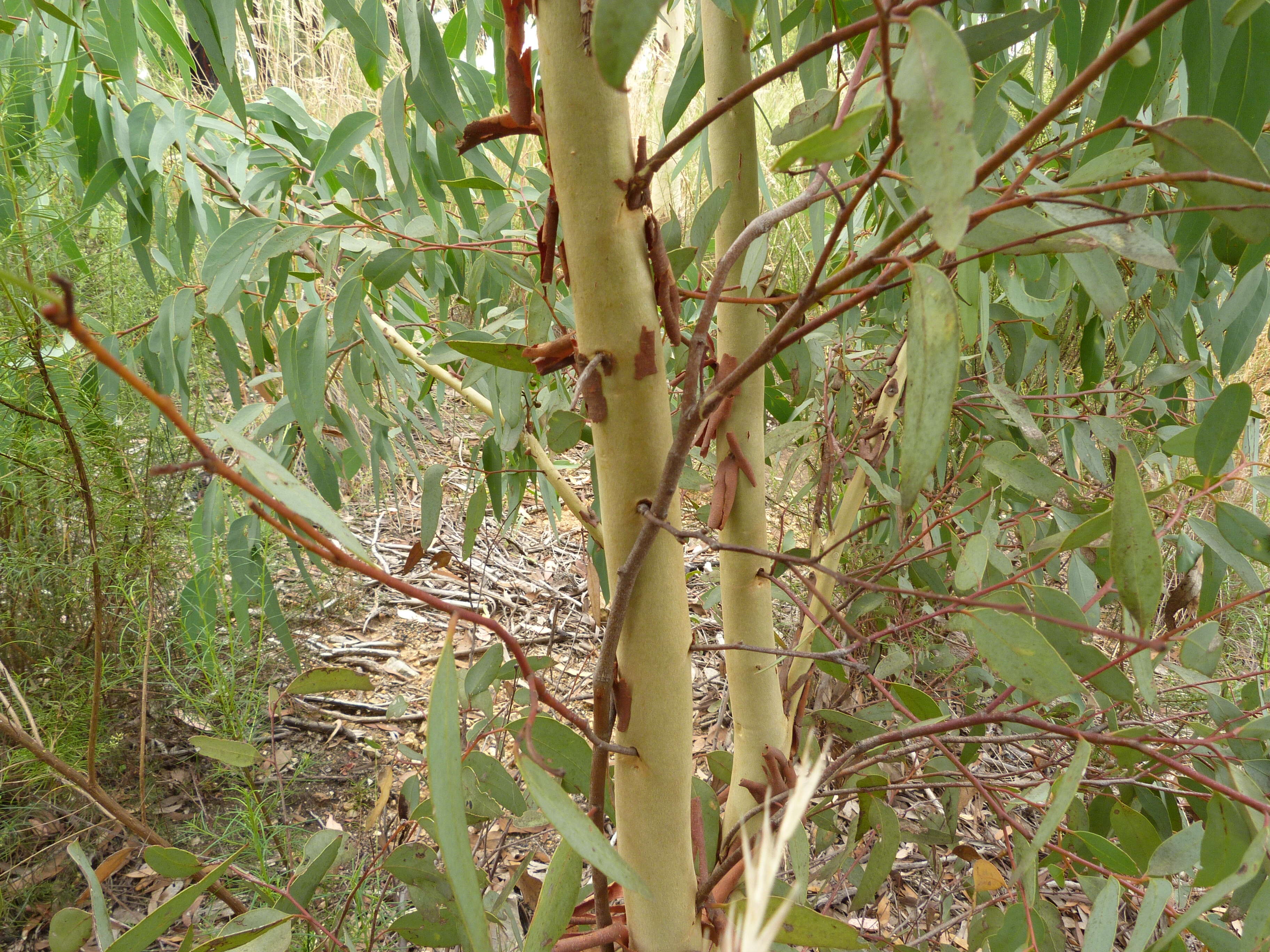 Image of scribbly gum