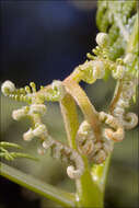 Image of brackenfern