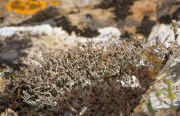 Image of Cladonia rangiformis
