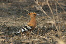 Image of hoopoes