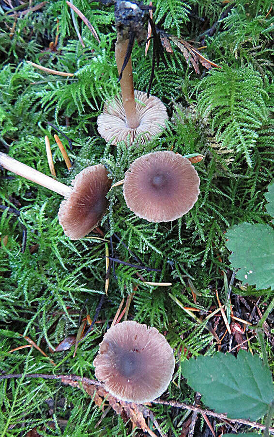 Image de Inocybe de Fries