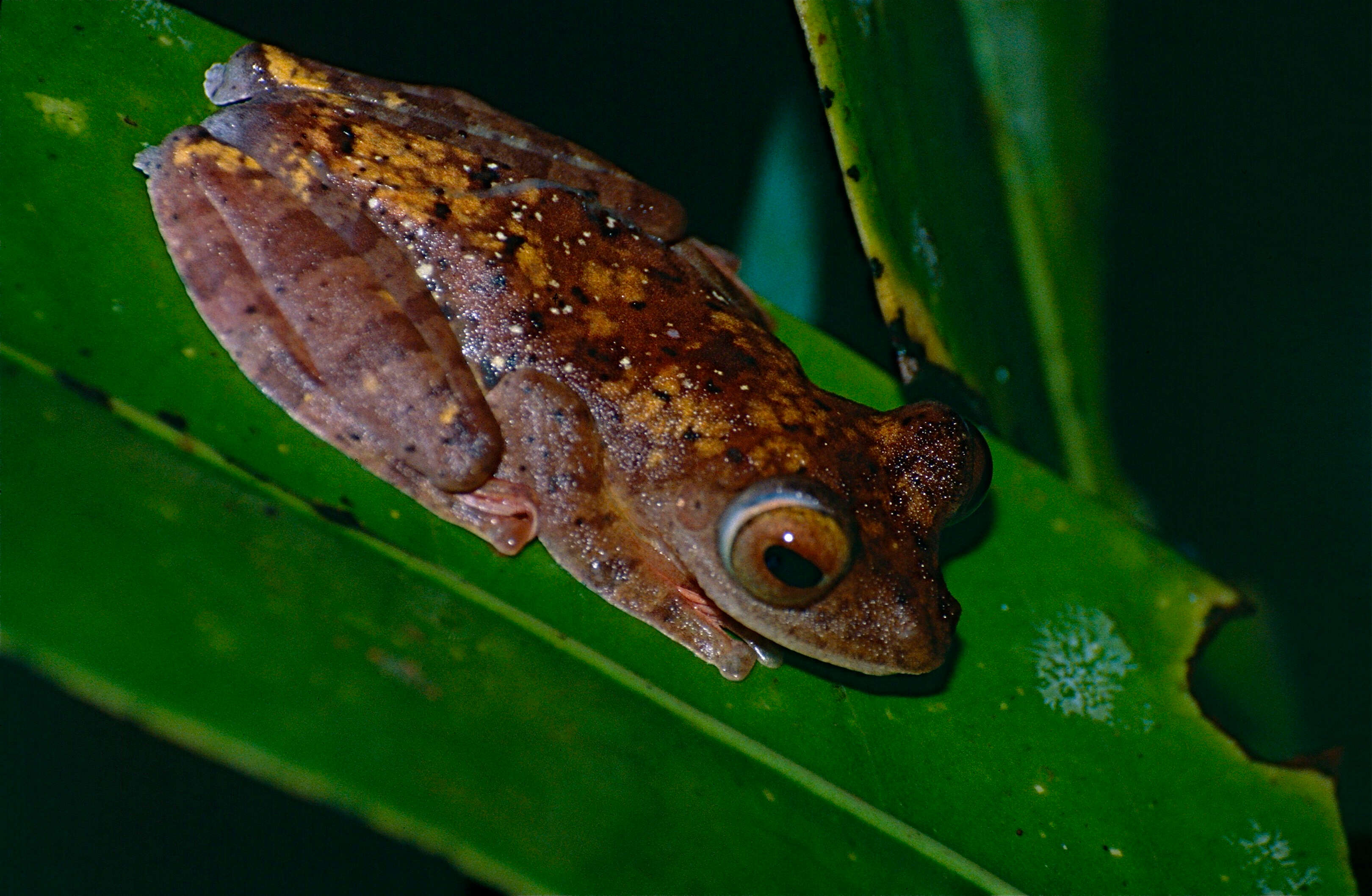 Image of Harlequin Tree Frog