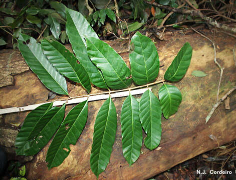 Image of Entandrophragma excelsum (Dawe & Sprague) Sprague