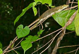 Image of anoles