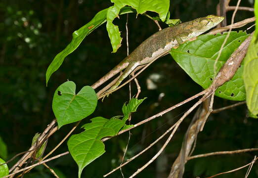 Image of Common Monkey Lizard