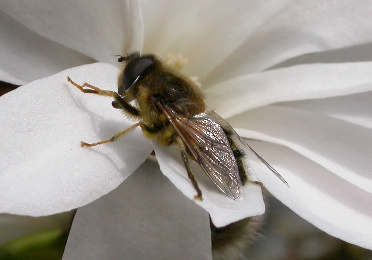 Слика од Eristalis pertinax (Scopoli 1763)