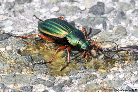 Image of Golden ground beetle