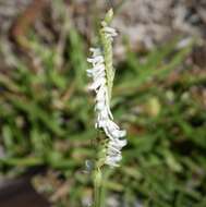 Image of Ladies'-tresses