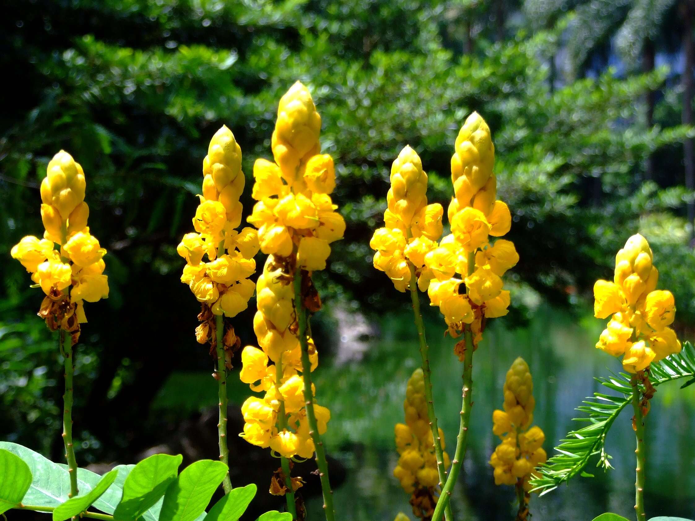 Image of Candelabra Bush