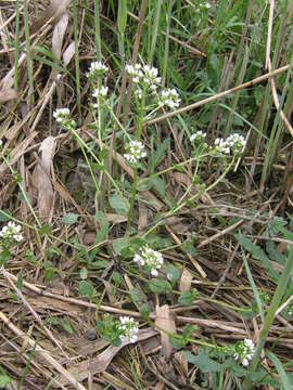 Image of Cochlearia officinalis subsp. officinalis