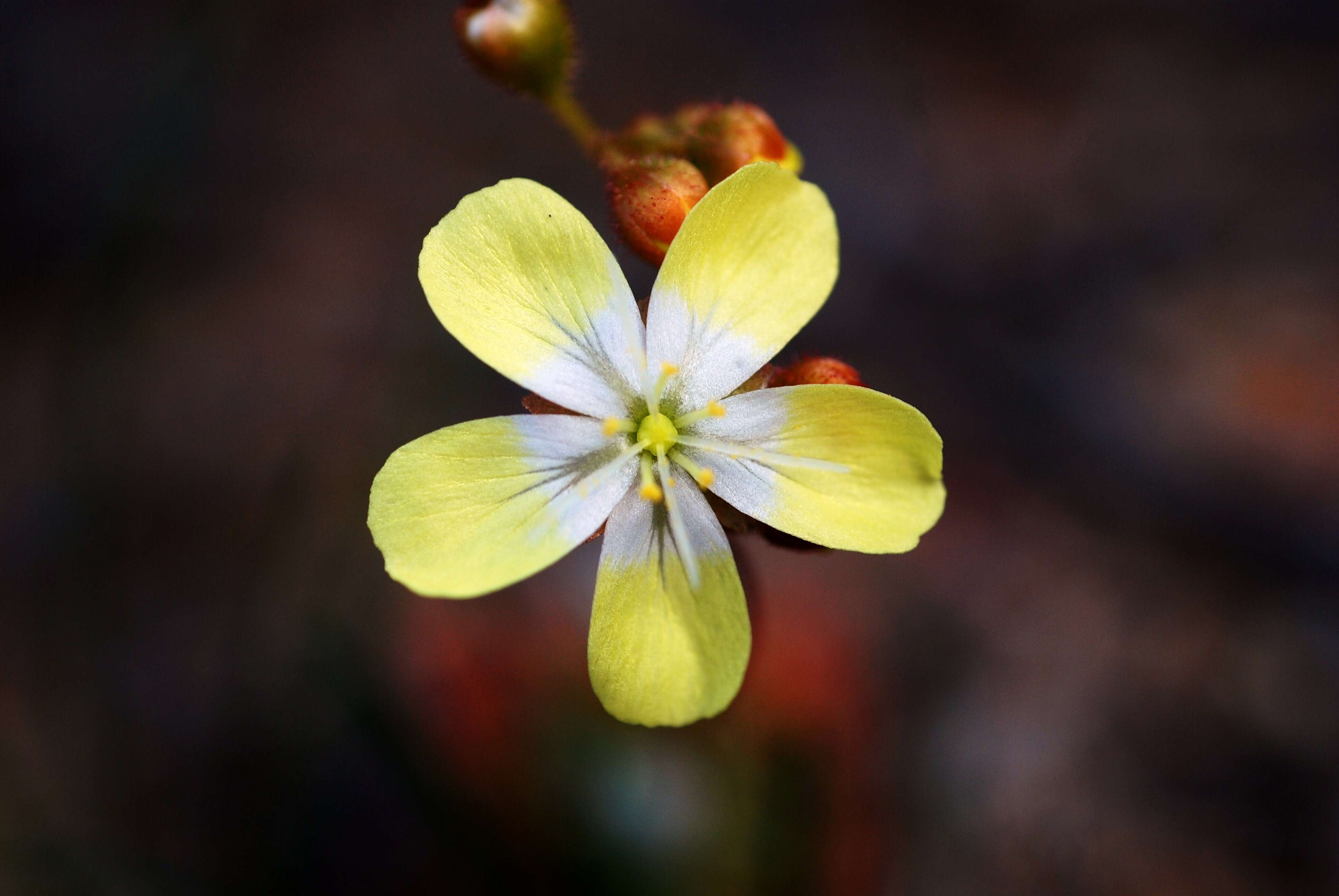 Image de Drosera citrina Lowrie & Carlquist