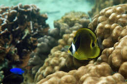 Image of Halfmoon Butterflyfish