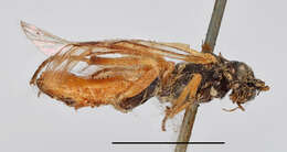 Image of <i>Tenthredo tarsata</i>