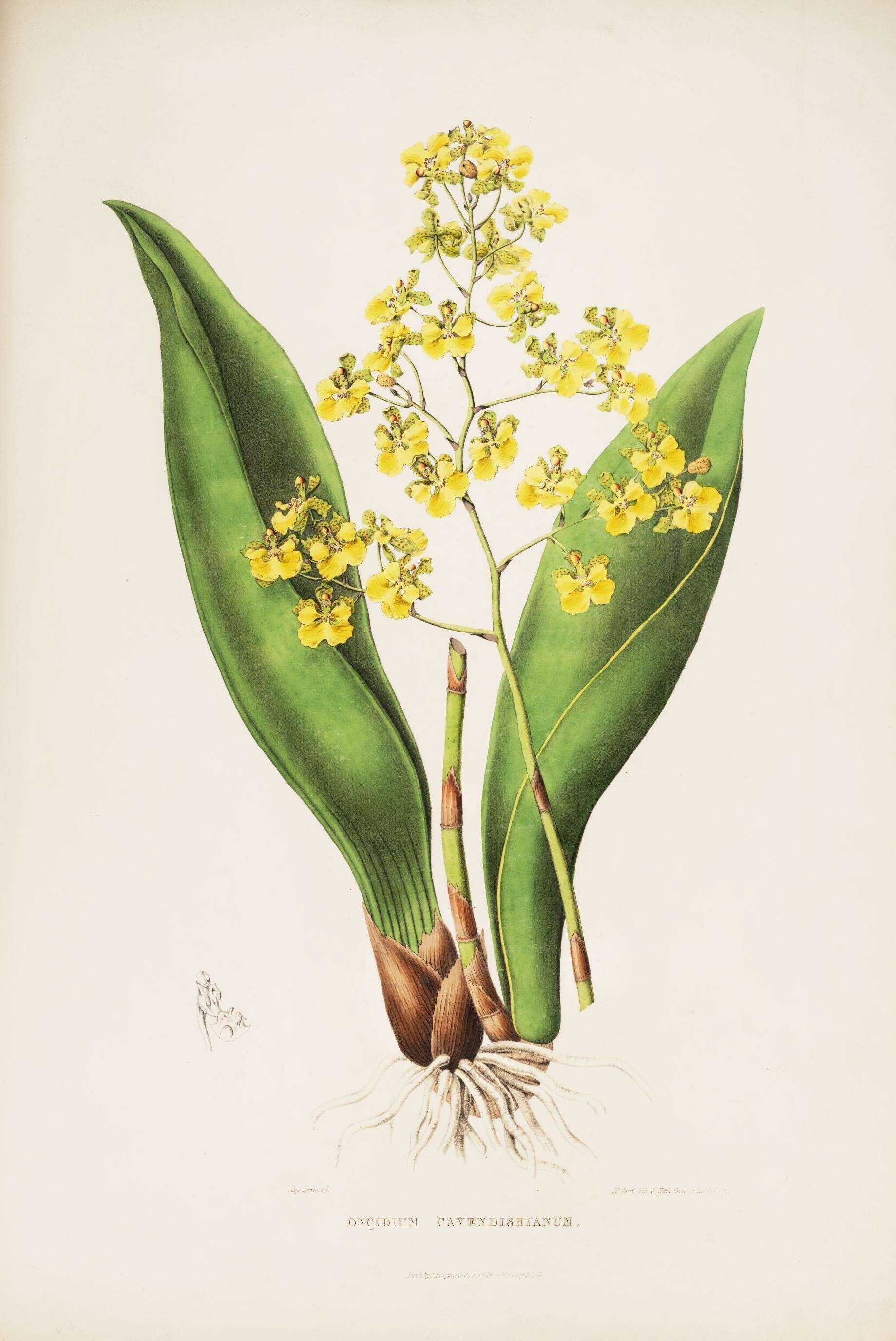 Image of Trichocentrum cavendishianum (Bateman) M. W. Chase & N. H. Williams