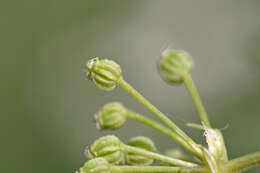 Image of poison hemlock