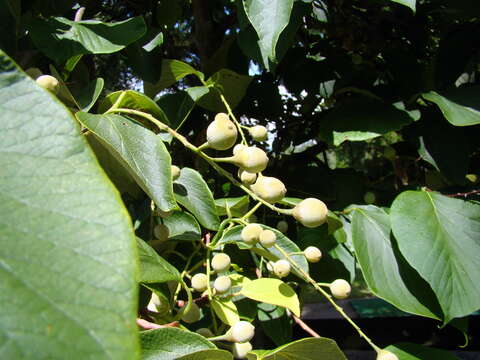 Plancia ëd Styrax obassia Siebold & Zucc.