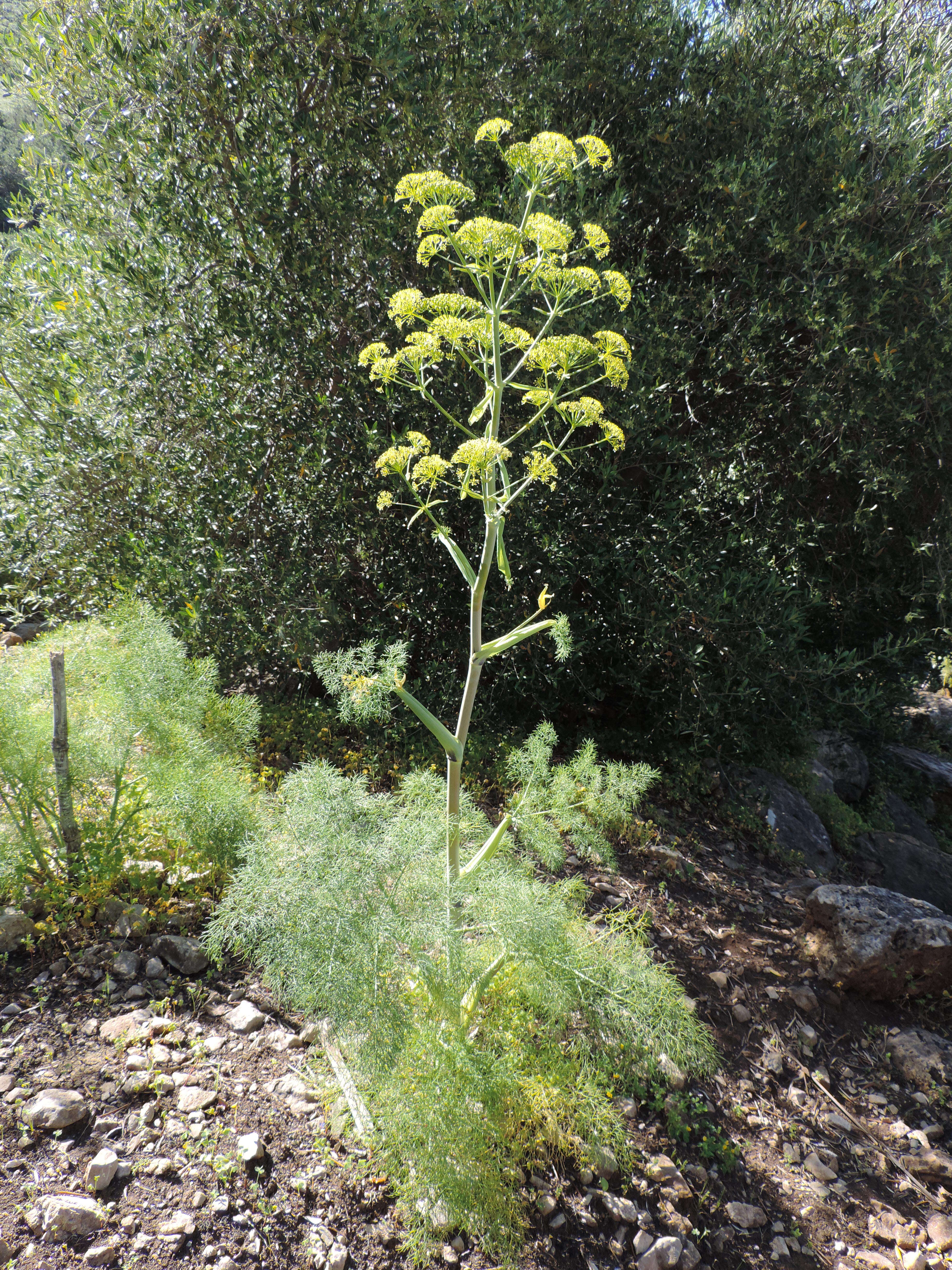 Image of Giant Fennel