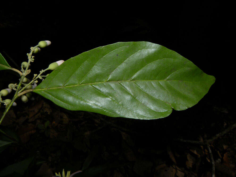 Image of Styrax glabratus Schott