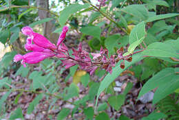 Image of Rosyleaf Sage