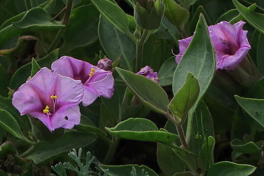 Image de Mirabilis multiflora var. pubescens S. Wats.