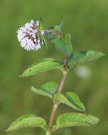 Image of mint