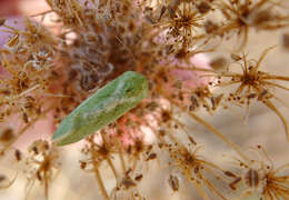 Image of Cotton Spotted Bollworm