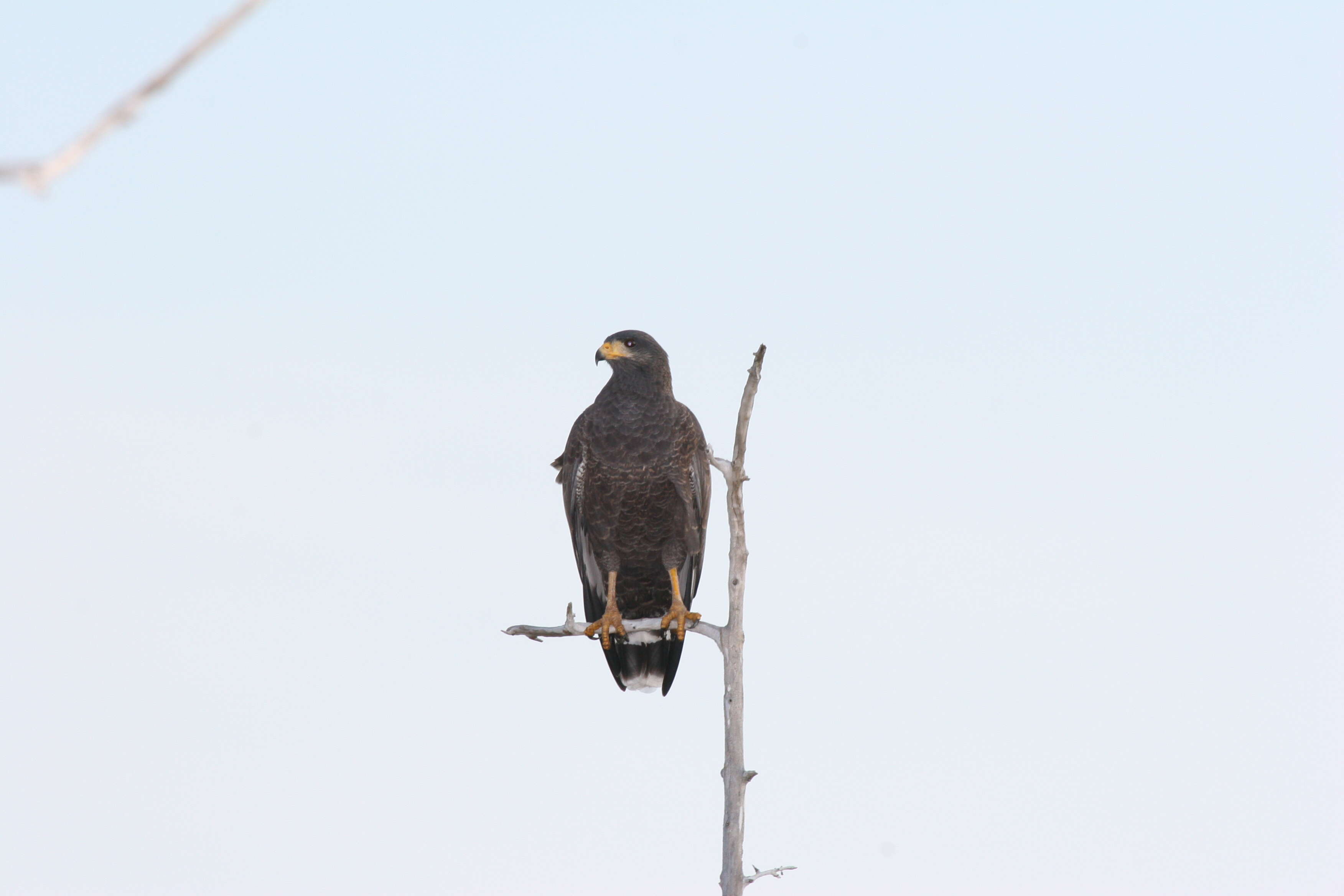 Cuban Black-Hawk, Birds of Cuba