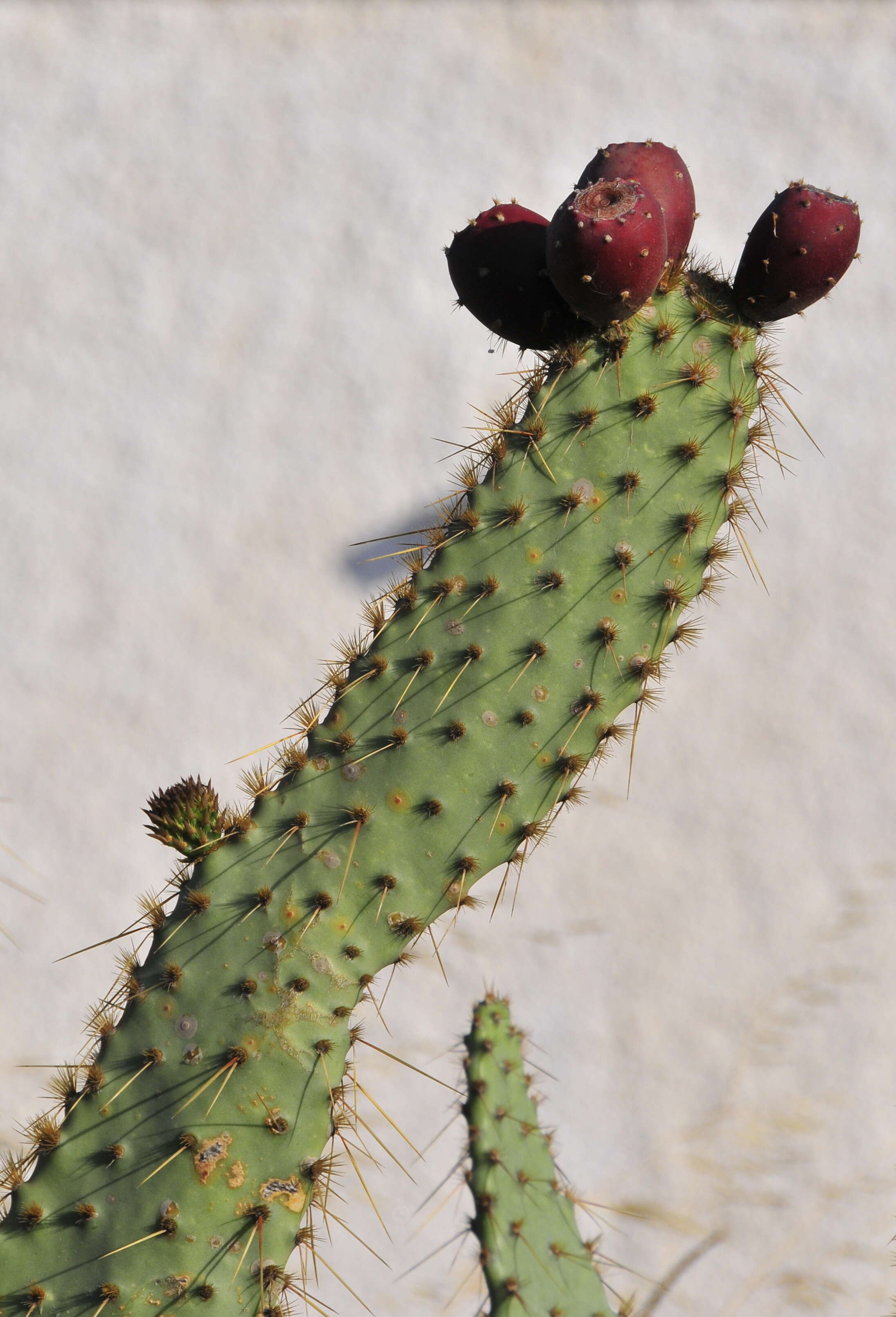 Image of cactus apple