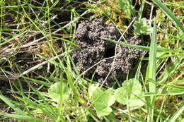 Image of Mining Bees