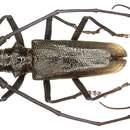 Monochamus urussovii (Fischer-Waldheim 1806)的圖片