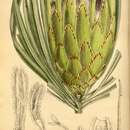 Image of long-leaf protea