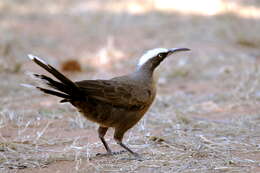 Image of Grey-crowned Babbler