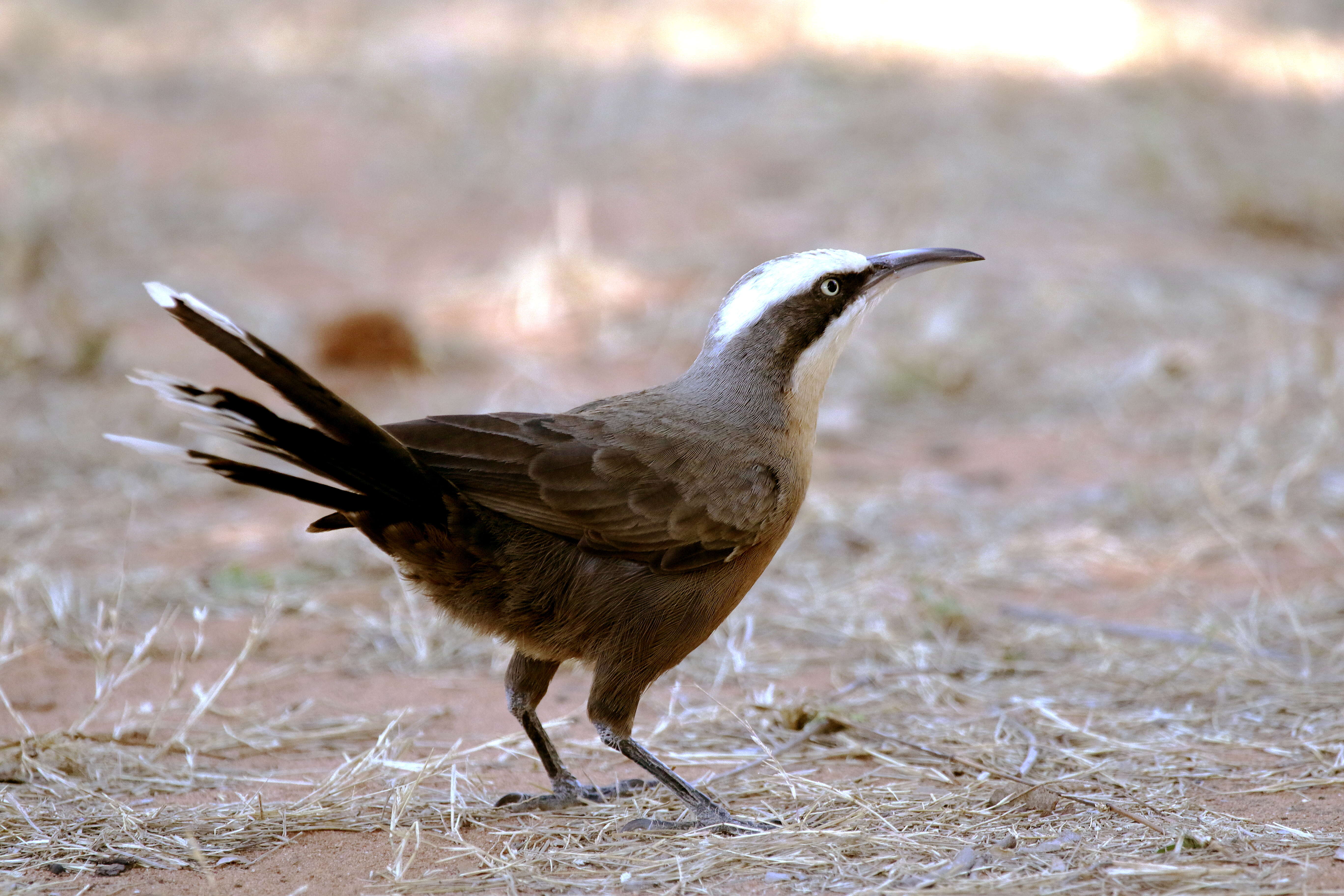 Image of Australo-Papuan babblers