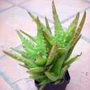 Aloe bergeriana (Dinter) Boatwr. & J. C. Manning resmi