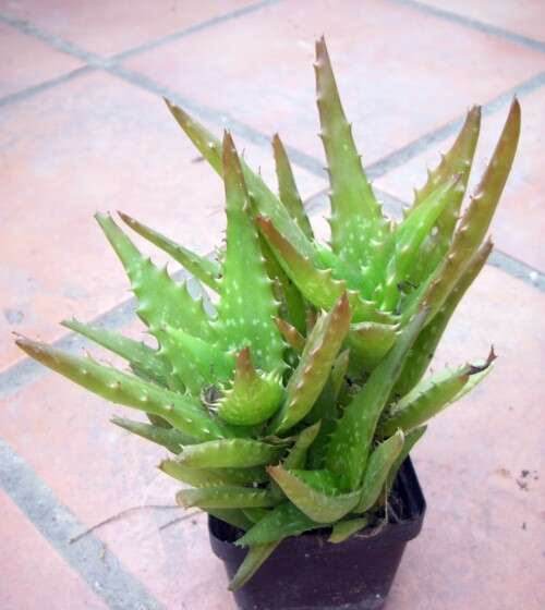 Image of Aloe bergeriana (Dinter) Boatwr. & J. C. Manning