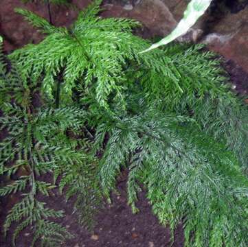 Image of Asplenium daucifolium Lam.
