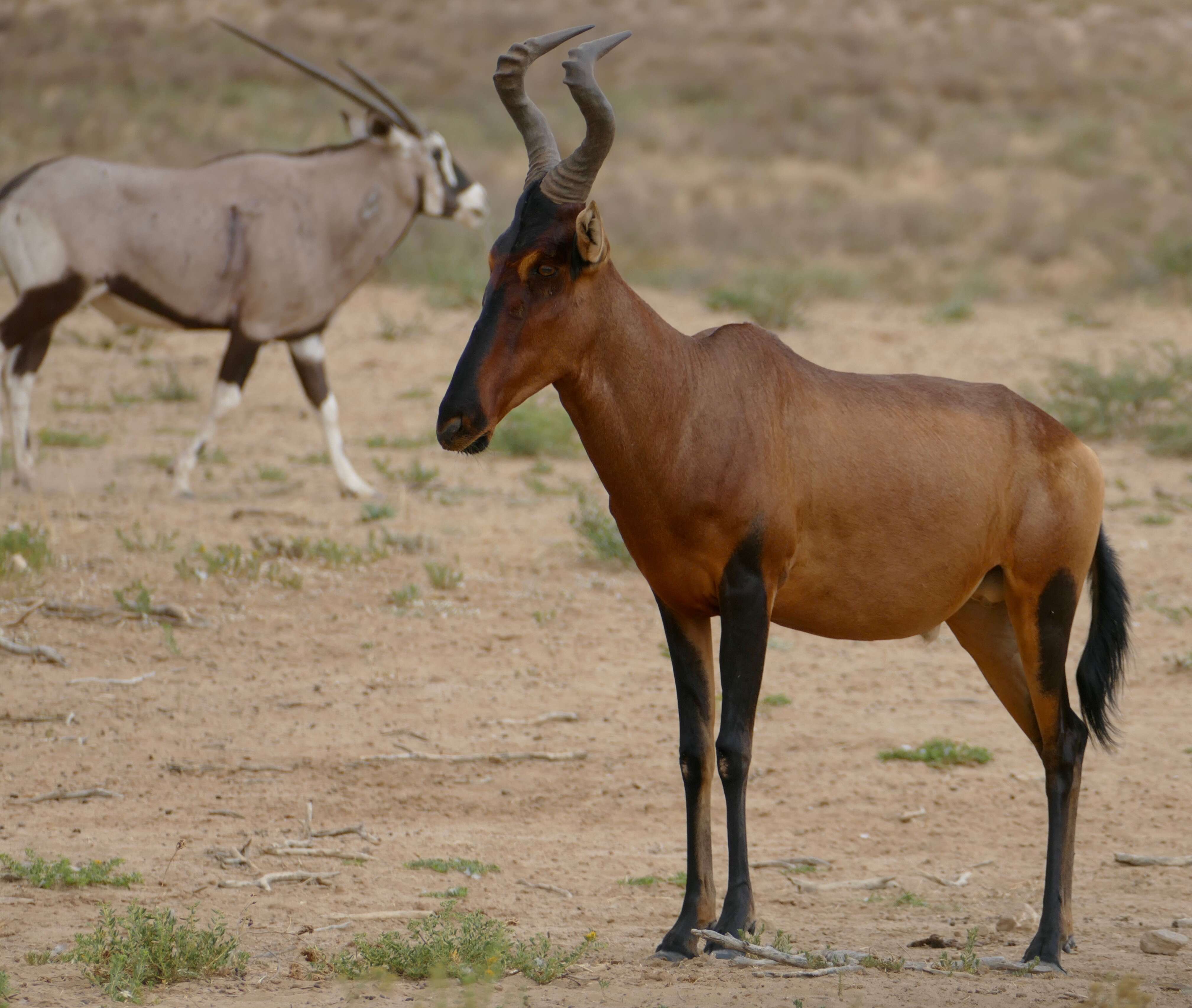 Image of Alcelaphus caama (É. Geoffroy Saint-Hilaire 1803)