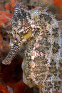 Image of seahorses