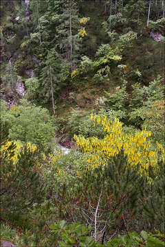 Image of Alpine Laburnum